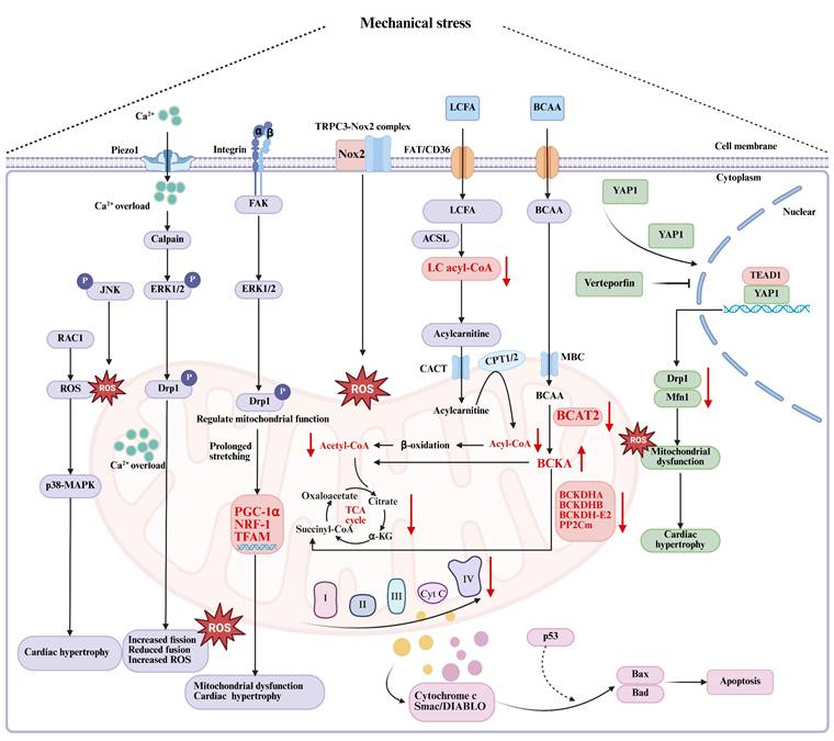 Int J Med Sci Image