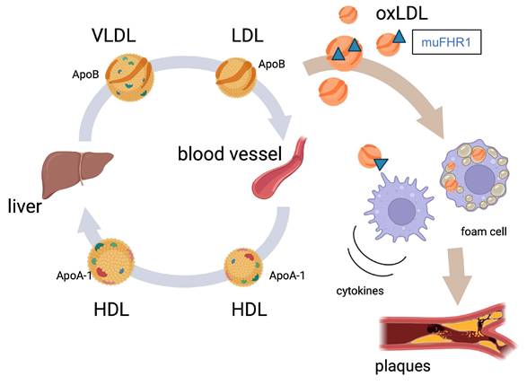 Int J Med Sci Image