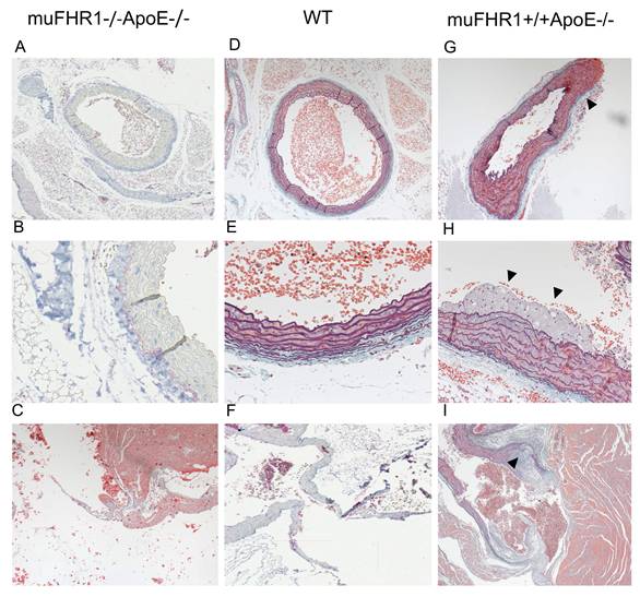 Int J Med Sci Image