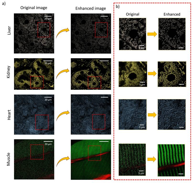 Int J Med Sci Image