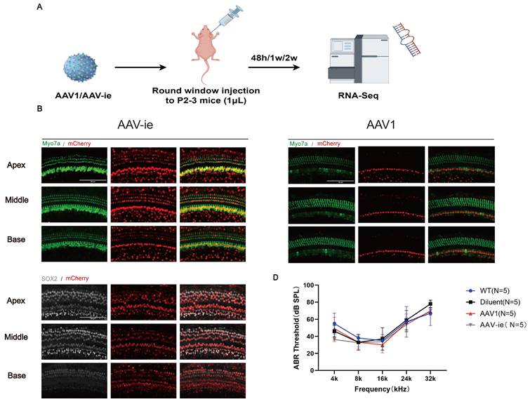 Int J Med Sci Image