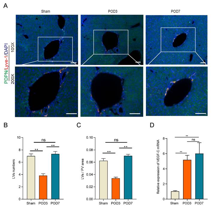 Int J Med Sci Image