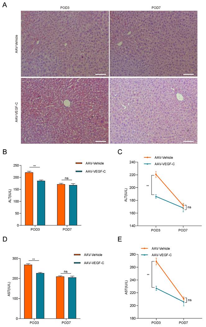 Int J Med Sci Image