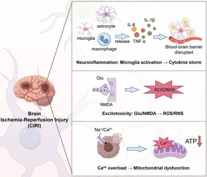 Int J Med Sci Image