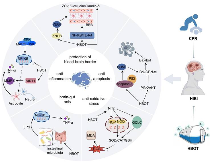 Int J Med Sci Image