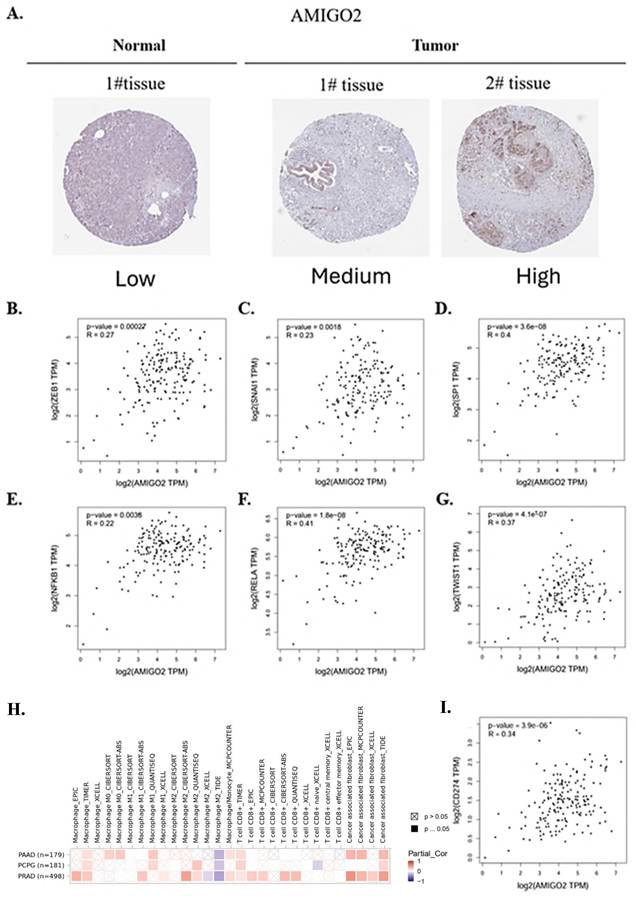 Int J Med Sci Image