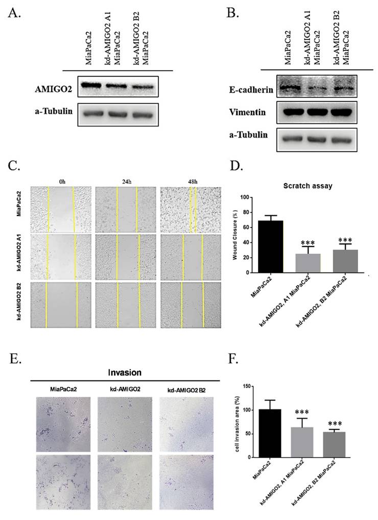 Int J Med Sci Image