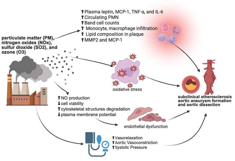 Int J Med Sci Image