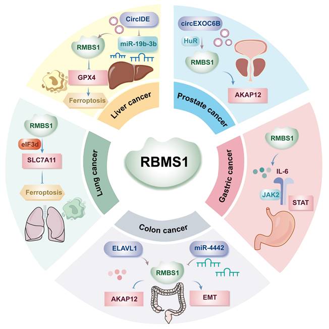 Int J Med Sci Image