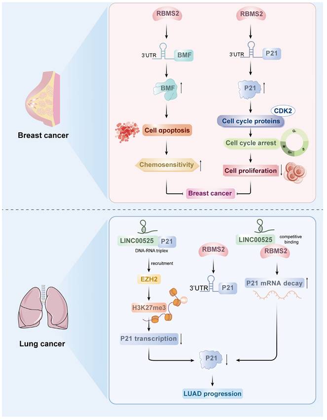 Int J Med Sci Image