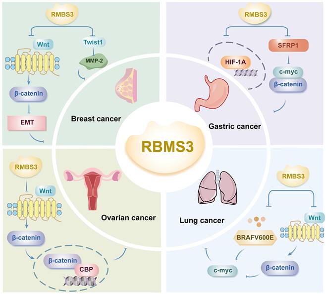 Int J Med Sci Image