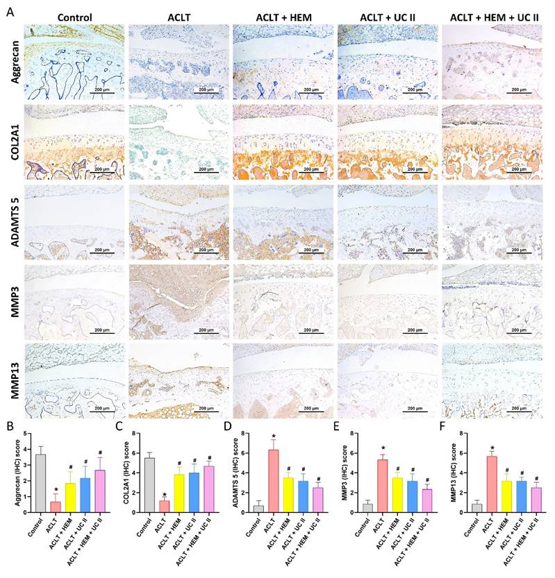 Int J Med Sci Image