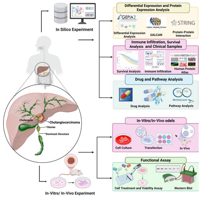 Int J Med Sci Image