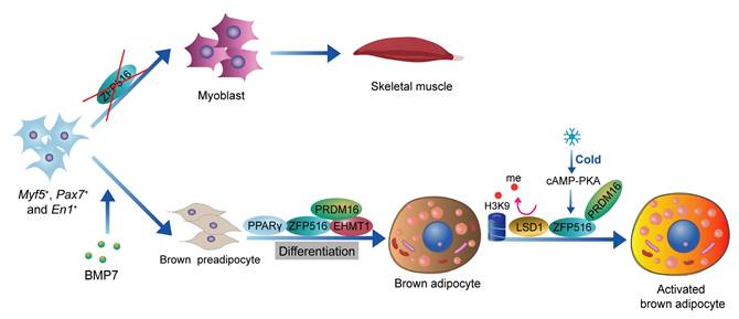 Int J Med Sci Image