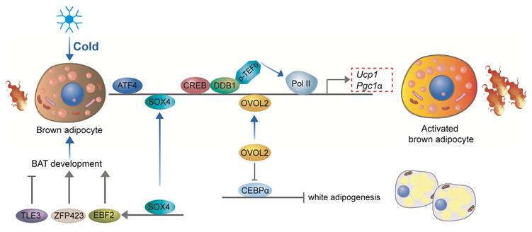 Int J Med Sci Image