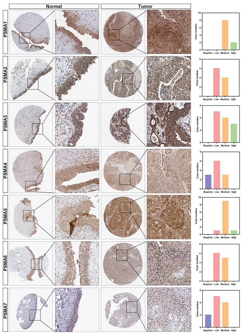 Int J Med Sci Image