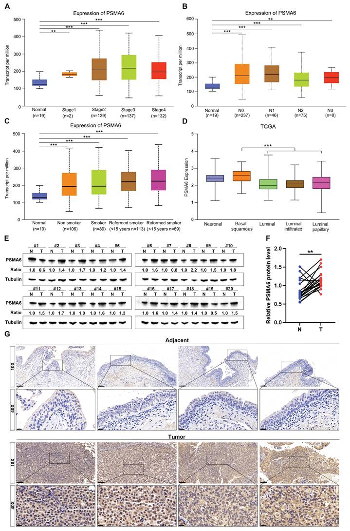 Int J Med Sci Image