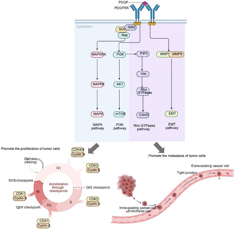 Int J Med Sci Image