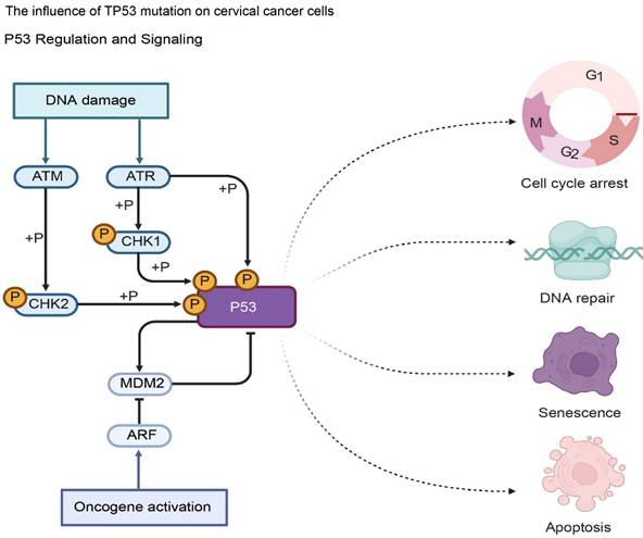 Int J Med Sci Image