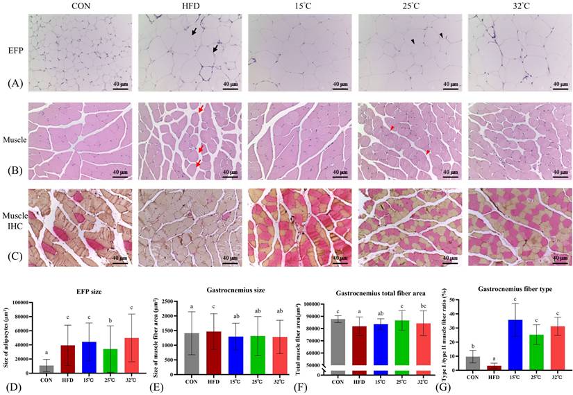 Int J Med Sci Image