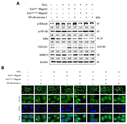 Int J Med Sci Image