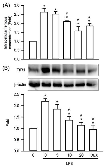 Int J Med Sci Image