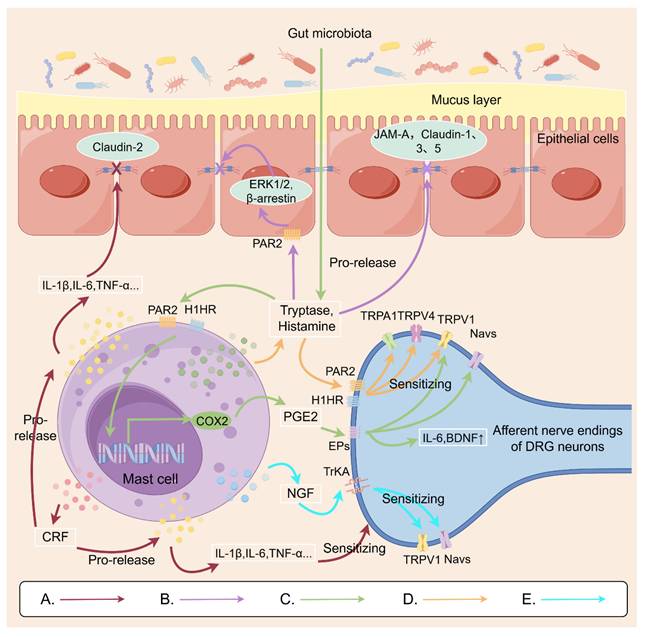 Int J Med Sci Image