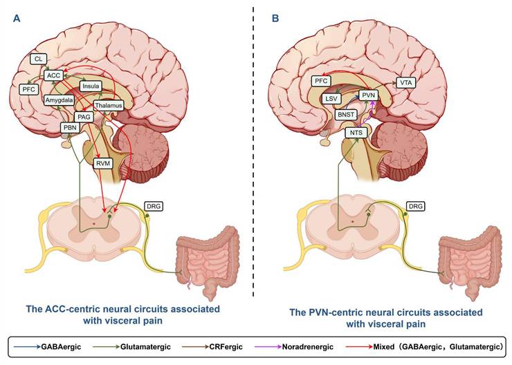 Int J Med Sci Image