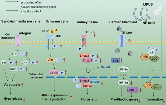 Int J Med Sci Image