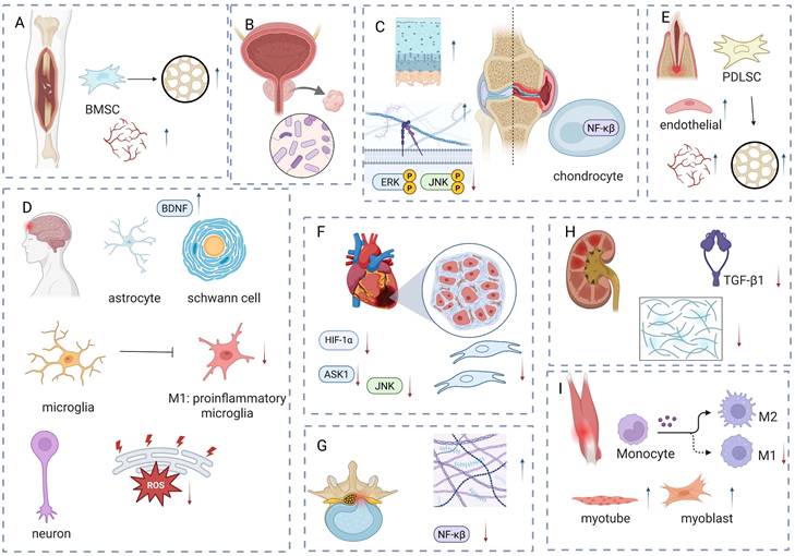 Int J Med Sci Image