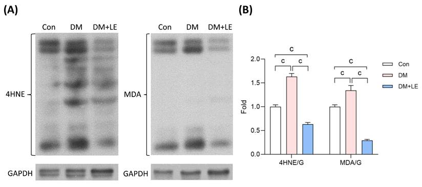 Int J Med Sci Image