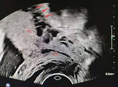 Int J Med Sci Image