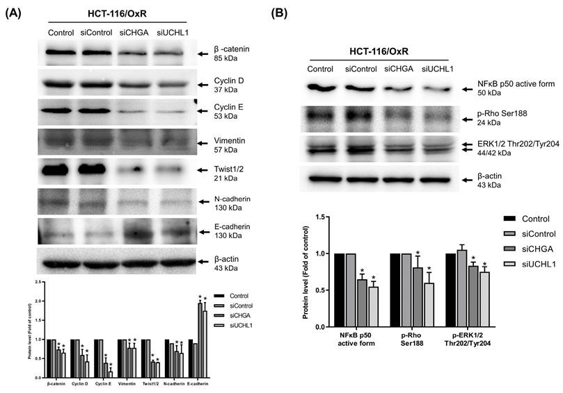 Int J Med Sci Image