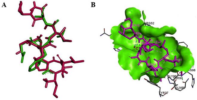 Int J Med Sci Image