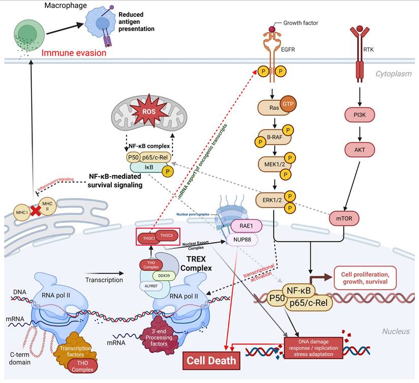 Int J Med Sci Image