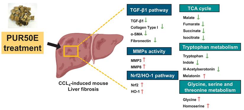 Int J Med Sci Image