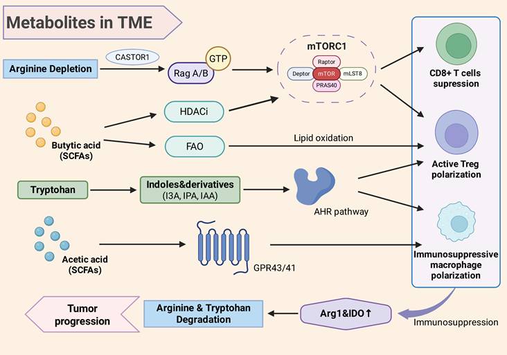 Int J Med Sci Image
