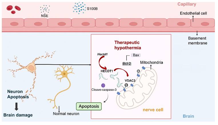 Int J Med Sci Image