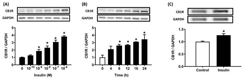 Int J Med Sci Image