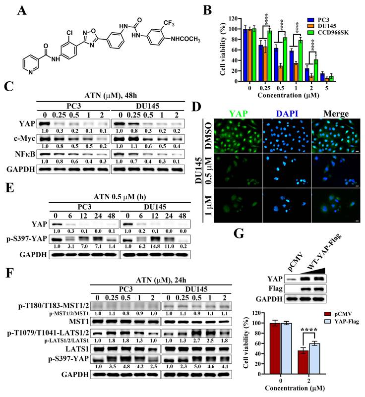 Int J Med Sci Image