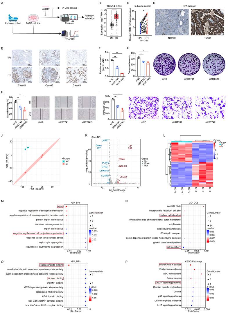 Int J Med Sci Image