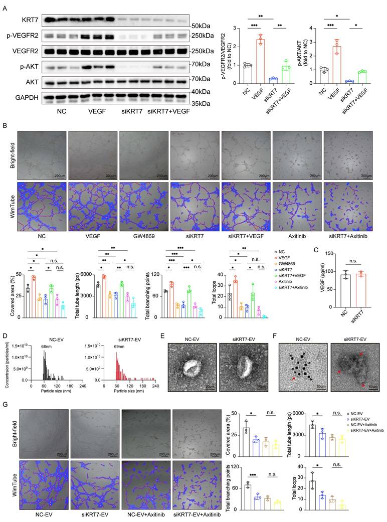 Int J Med Sci Image