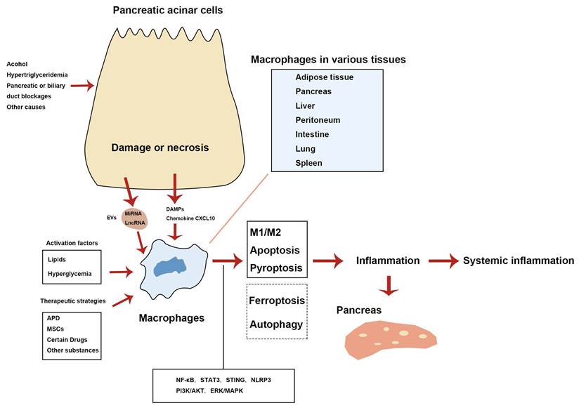 Int J Med Sci Image