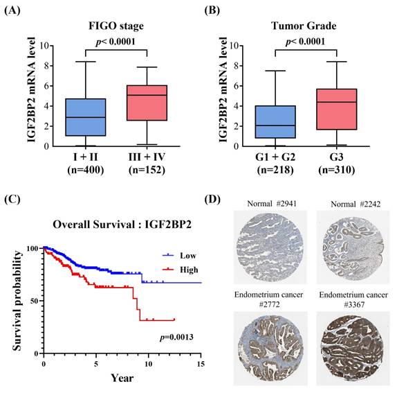 Int J Med Sci Image