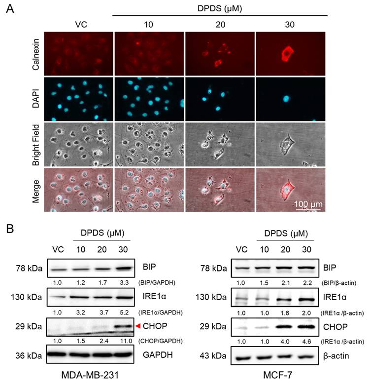 Int J Med Sci Image