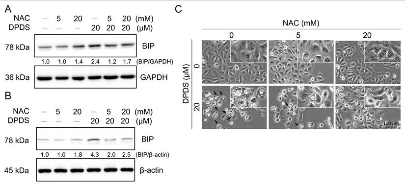 Int J Med Sci Image