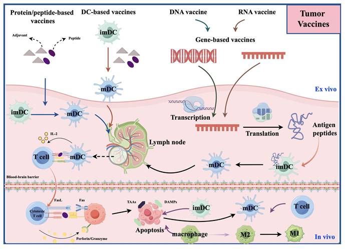 Int J Med Sci Image