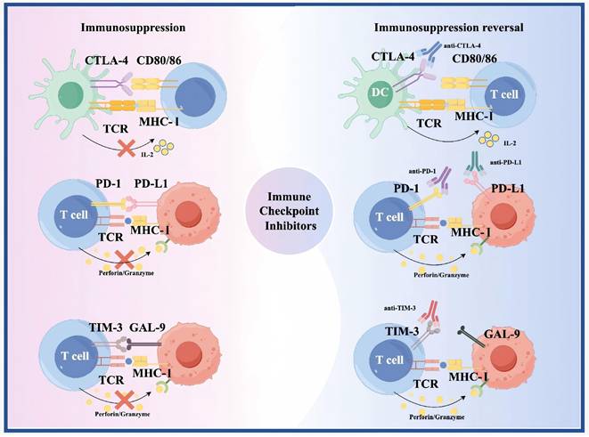 Int J Med Sci Image