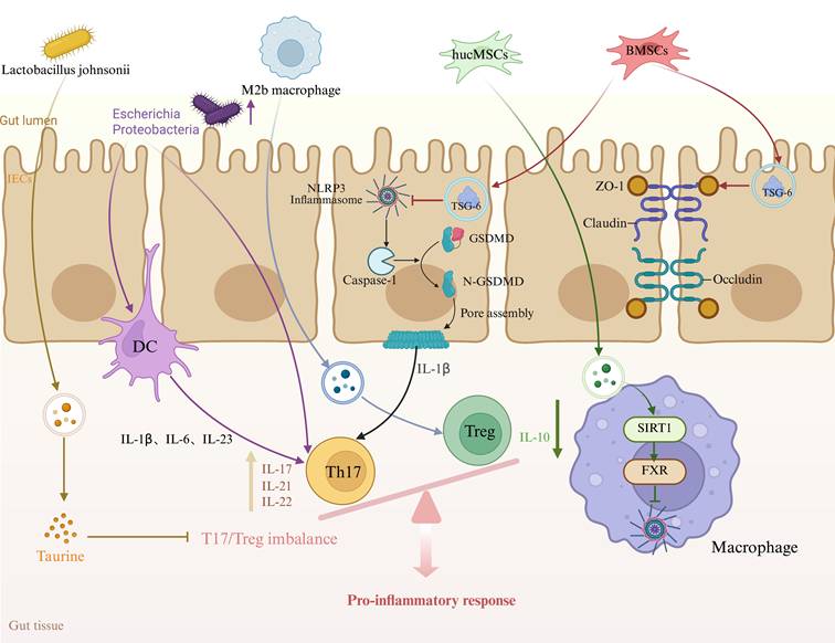 Int J Med Sci Image
