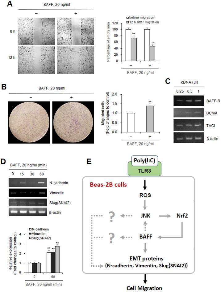 Int J Med Sci Image